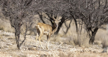 Konya'da Anadolu Yaban Koyunları: Doğanın Değerli Mirası