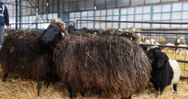 Konya'da Korunan Nesli Tükenme Tehlikesi Altındaki Güney Karaman Koyunları