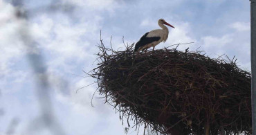 Konya’nın Leylekleri Baharın Müjdecisi Olarak Yuva Yapıyor