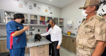 Köpeğe Eziyet Edilen Görüntüler Karşısında Valilik Harekete Geçti