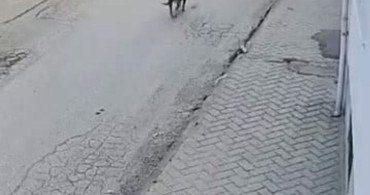 Köpeğin Korkuttuğu Küçük Çocuk Anbean Kaydedildi