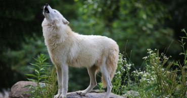 Köpekler Ezan Sesini Duyduğunda Neden Ulur?