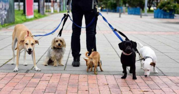 Köpekleri Gezdirirken Aklınızda Bulunması Gerekenler
