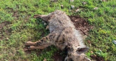 Köpeklerin Saldırısı: Sırtlan Telef Oldu