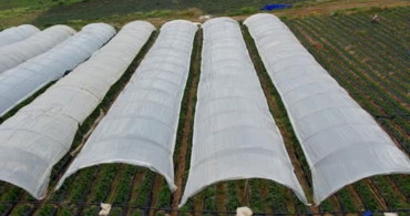 Köprübaşı Çileği: Çiftçilerin Umudu