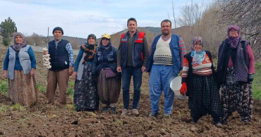 Köprücek Sarımsağı: Tavşanlı Çiftçisinin Yeni Gelir Kaynağı