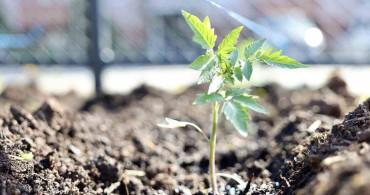 Körfez Belediyesi'nden Ata Tohumu Projesi