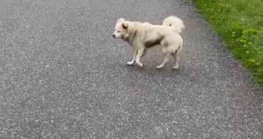 Korku ve İşsizlik: Hendek'te Kurusıkı Tabanca Sorunu