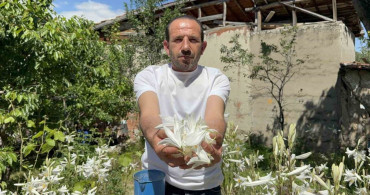 Koruma altındaki akzambakların yağı litre fiyatı 5 bin euro'yu geçti