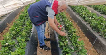 Köşk'te Çilek Üretiminde Pestisit Denetimleri Devam Ediyor