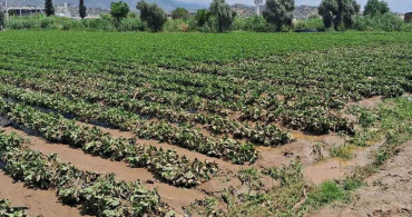 Köşk'te Sağanak Sonrası Tarım Arazilerinde Hasar Tespiti Yapılıyor