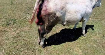 Kovalı yaylasında ayı saldırıları artıyor, üreticiler yardım bekliyor