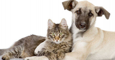 Kovid-19 Kedi ve Köpeklerden İnsanlara Geçmiyor, Geçmeyecek!