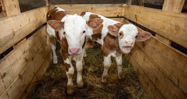 Köyde Hayvancılıkta Başarı Hikayesi: Gökhan Yalçınkaya