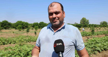 Kozan’da bamya hasadı başladı, tarlada kilosu 150 TL