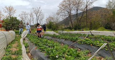 Kozan'da Çilek Hasadı: Vatandaşlar Doğanın Tadını Çıkarıyor