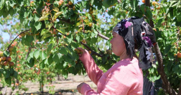 Kozan'da Erkenci Kayısı Hasadı Başladı