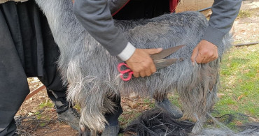 Kozan'da Keçilere Yaz Bakımı Süreci Başladı