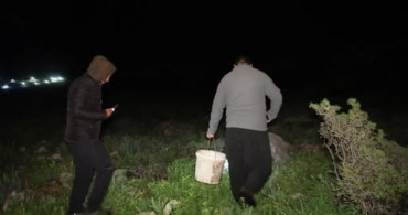 Kozan'da Salyangoz Toplama Mesaisi