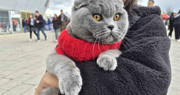 Küçük Taraftar Kedisi ile Maçta