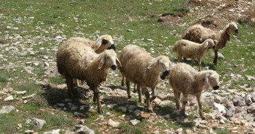 Küçükbaş Hayvanlar Meralarda