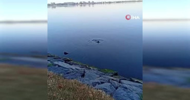 Küçükçekmece Gölü'nde nesli tükenmekte olan su samuru görüntülendi