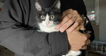 Küçükçekmece'de 7'inci kattan düşen kedi şemsiye ile kurtarıldı