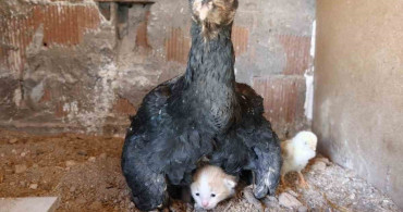 Kümesin davetsiz misafiri yavru kedi, anne tavuğun altına sığındı
