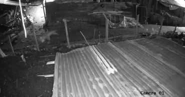 Kümesine Giren Kurt, Kazları Hedef Aldı