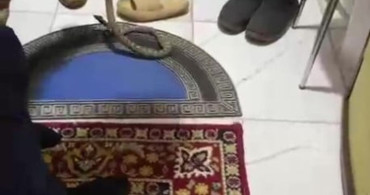 Kumluca'da Yılan Panik Yaratırken, Ev Sahibi Yılanı Doğaya Bıraktı