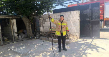 Kumlu'da evin bahçesinde görülen iki karayılan paniğe neden oldu