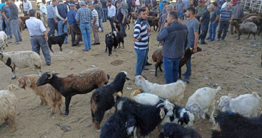 Kurban alacaklar dikkat! Ucuz kurban almak için dolandırılanların sayısı arttı! Iğdır'da kurban çetesi çökertildi
