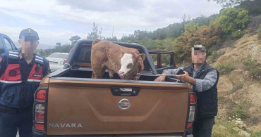 Kurban Bayramı Öncesi Çalınan Hayvan Sahibine Teslim Edildi