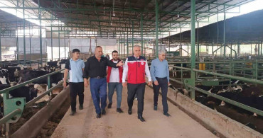 Kurban Bayramı Öncesi Sıkı Hayvan Denetimi