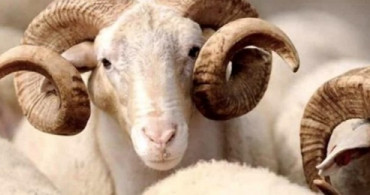 Kurban Bayramının Anlam Nedir? Neden Önemlidir?