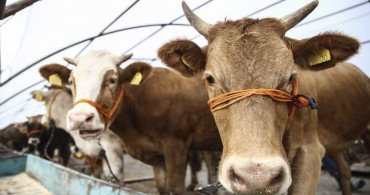 Kurban fiyatları belli oldu: 150 bin lira iddialarına yanıt geldi