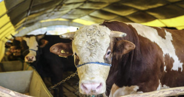 Kurban fiyatları uçuşa geçti: Dana 46 binden 150 bin liraya çıktı
