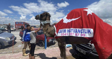 Kurban Pazarında 330 Bin TL'ye Satılan Deve