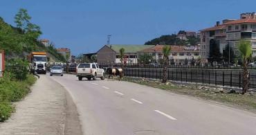 Kurbanlık Dana İnebolu'da Kaçış Başlattı