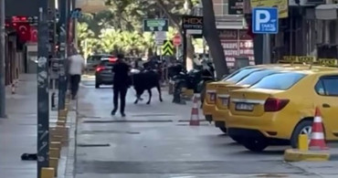 Kurbanlık Dana Kaçtı, İzmir'de Panik Yarattı