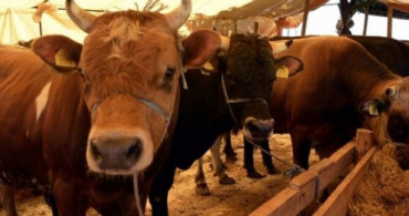 Kurbanlık Fiyatları Ortaya Çıkmaya Başladı