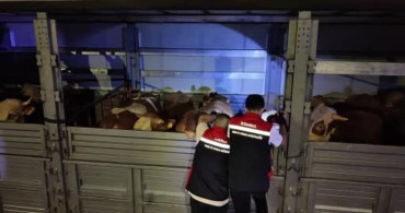 Kurbanlık Hayvan Girişleri İstanbul'da Başladı