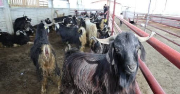 Kurbanlık Hayvan Seçiminde Dikkat Edilmesi Gerekenler
