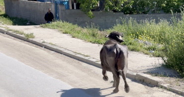 Kurbanlık Kaçış Drama Dönüştü