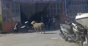 Kurbanlık Koçun Kaçışı Sandık Aşamasına Geldi
