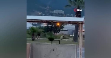 Kurbanlık Koyun Kaçtı, Polislerin Yardımıyla Yakalandı