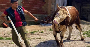 Kurbanlık Otomobil Fiyatına Satılıyor! Ağırlığı 1 Ton