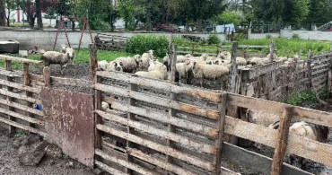 Kurbanlık Pazarında Büyükbaş Fiyatlarının Yükselişi Küçükbaşa İlgi Artırdı