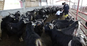 Kurbanlıkta Rekor: 140 Kilogramlık Dev Keçi