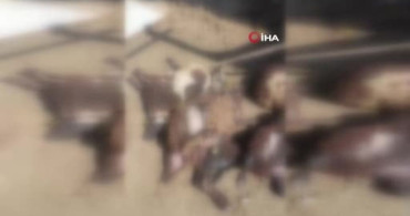 Kurt saldırısı: 14 koyun telef oldu, 30 hayvan kayboldu